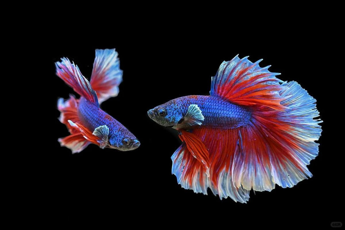 Fish‘s